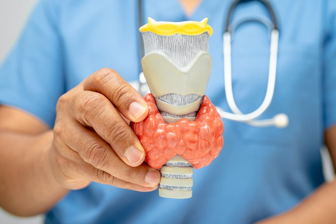 adult holds thyroid anatomy model in medical offic