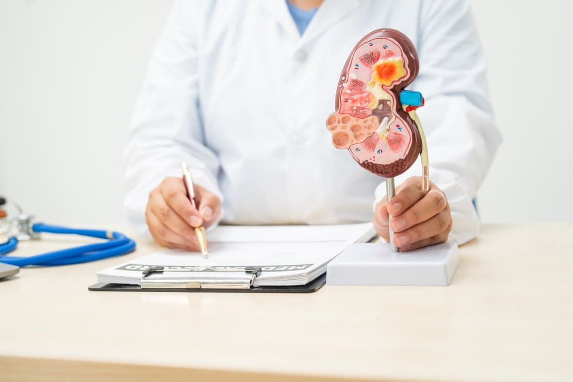 3D medical illustration of a human kidney, highlighting the filtration system tested by a urine microalbumin test.