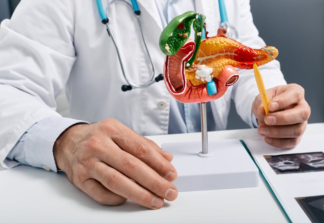 doctor explaining pancreas anatomy model in office