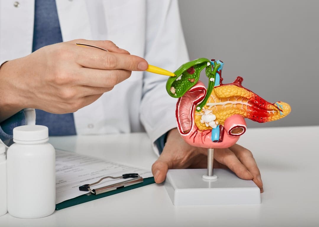 medical professional demonstrates pancreas model