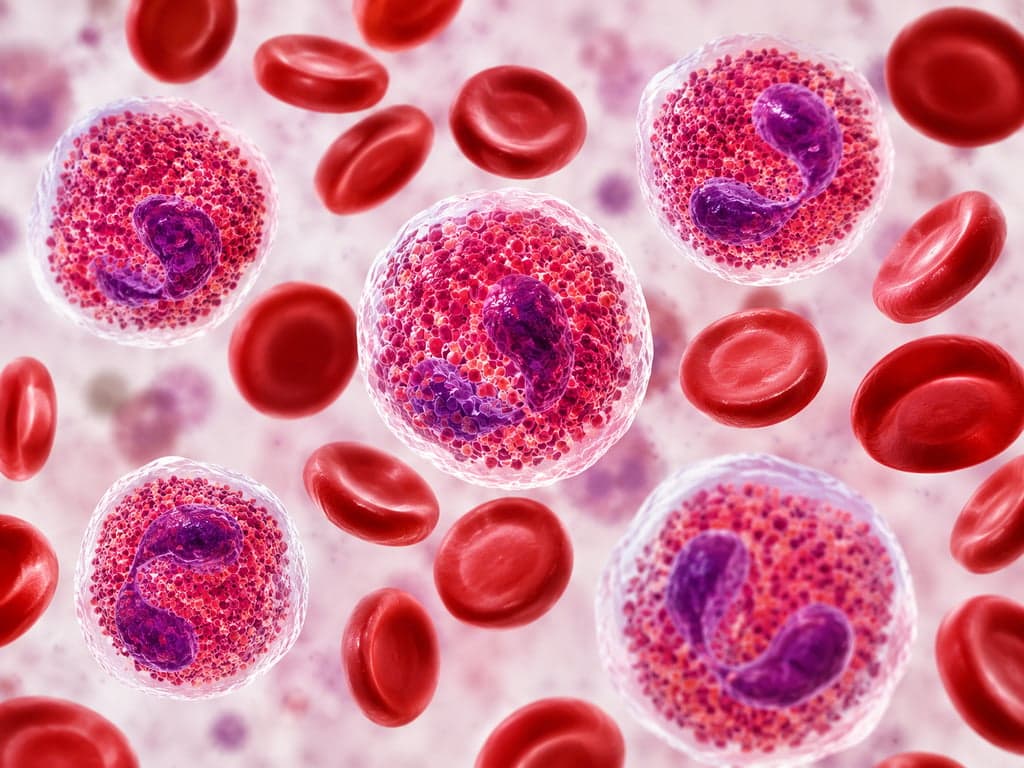 Illustration of eosinophil white blood cells with red-staining granules among red blood cells under a microscope