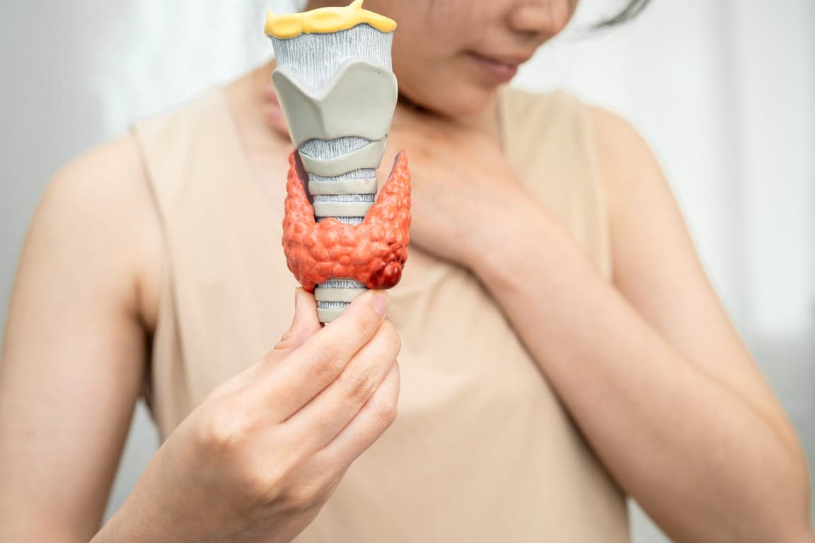 woman holding anatomical model of throat and thyro