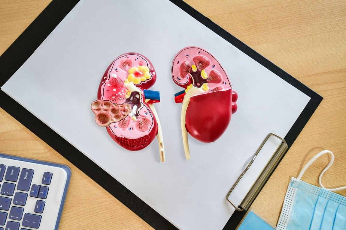 top view of kidney anatomy for education organ
